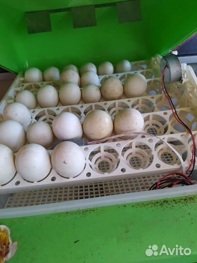 Инкубатор для яиц на 84 яйца