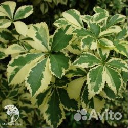 Элеутерококк Зибольда Вариегатус