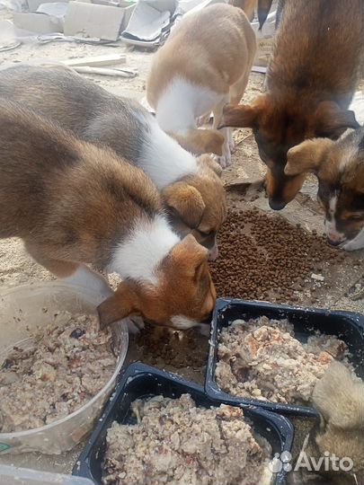 Щенки 1,5 мес, от крупной собаки, отдам бесплатно