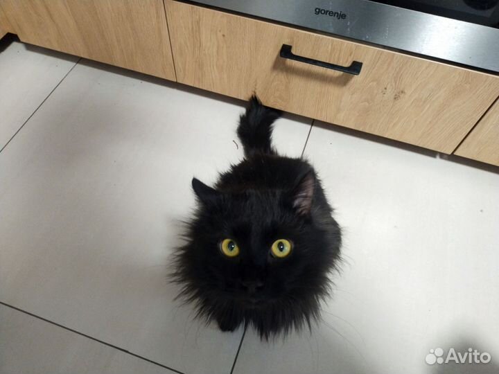Кот Яша