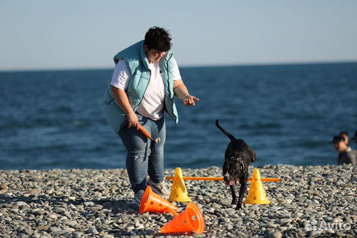 Зоопсихолог Дрессировка Воспитание собак с выездом