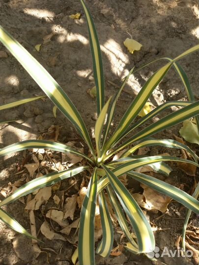 Юкка нитчатая Color Guard