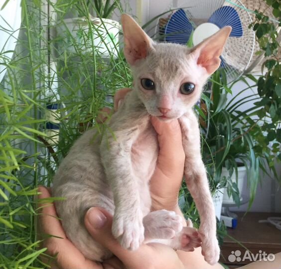 Кошки донской сфинкс