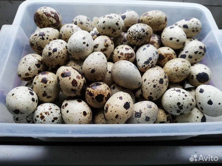 Яйца перепелиные