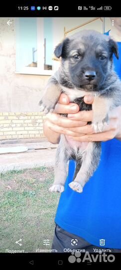Щенок дворняги