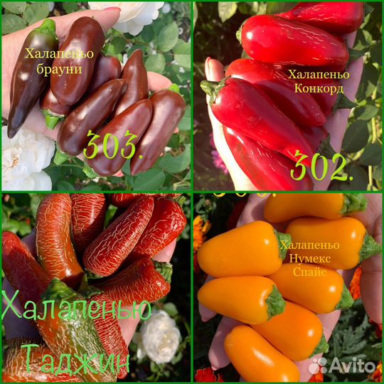 Колекционер