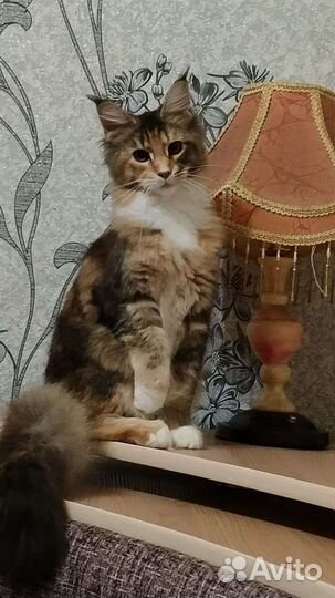 Вязка кошечка Мейн-кун