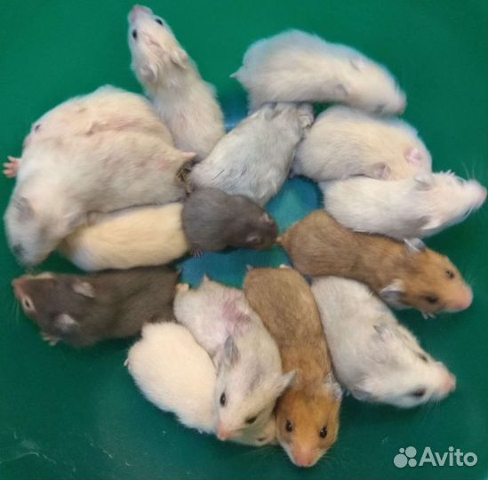 Сирийские, джунгарики на подарки