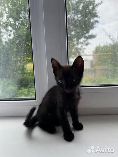 Кошки в добрые руки бесплатно