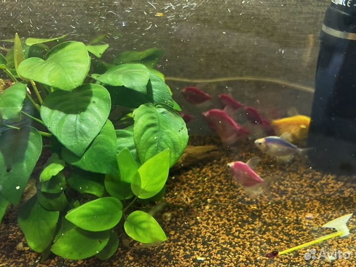 Аквариум с рыбками