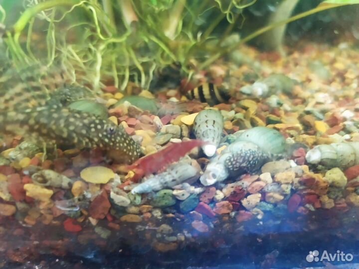 Креветки вишнёвые