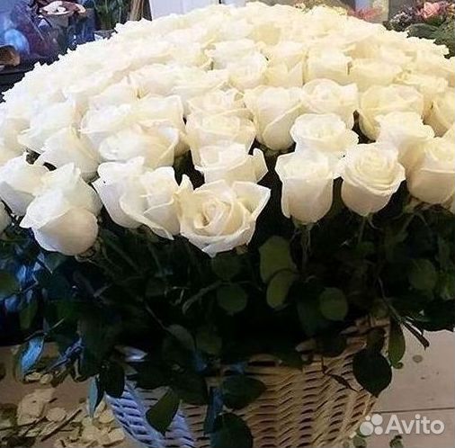 101 роза цветы букеты доставка 25 51 101 роза