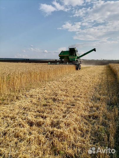 Зерно пшеница яровая