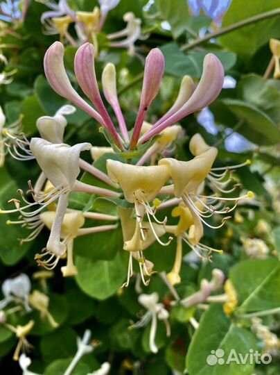 Жимолость каприфоль