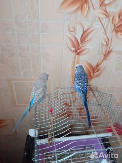 Волнистые попугайчики парочка с клеткой