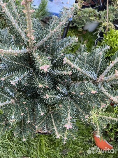 Пихта гибридная Дискус,с 10