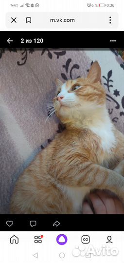 Кошка