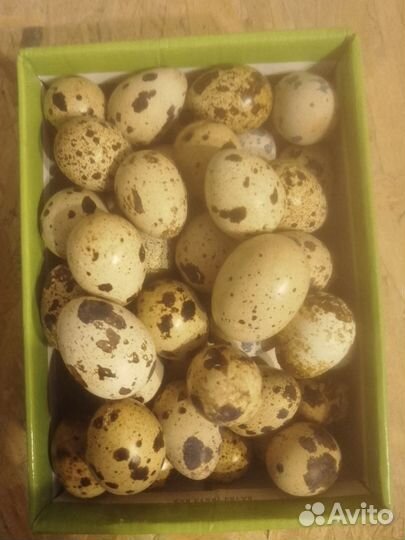 Яйца перепелиные