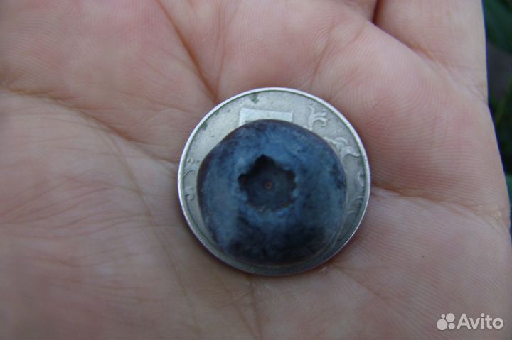 Годжи, Голубика, Черника, Клюква, Брусника