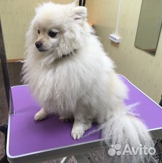 Услуги стрижки животных