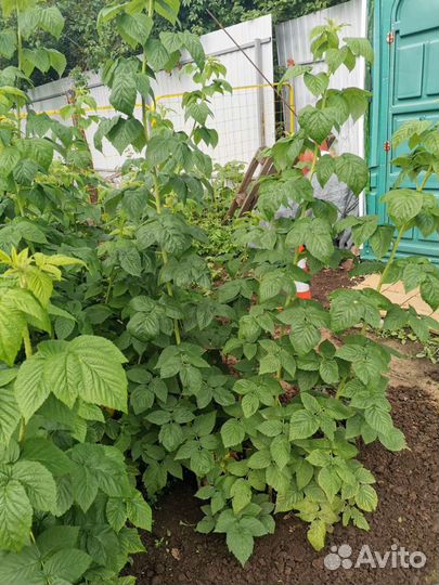 Жёлтая крупная малина 