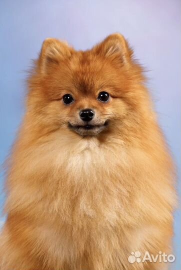 Шпиц на вязку