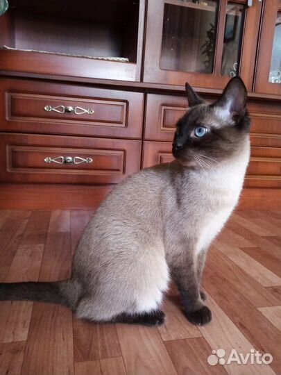 В добрые руки