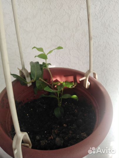 Метросидерос