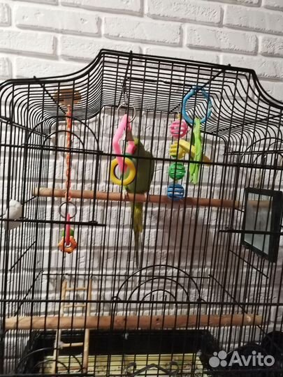 Ожереловый попугай