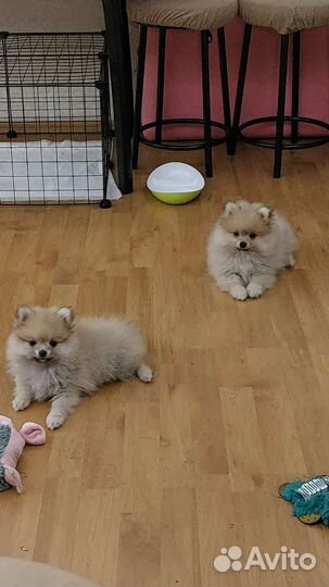 Померанский шпиц мини