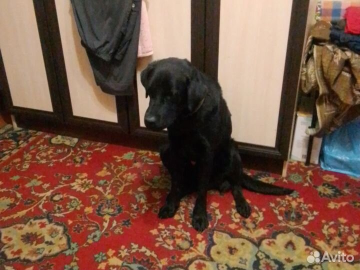 Лабрадор ретривер