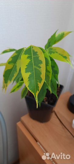 Бенджамина