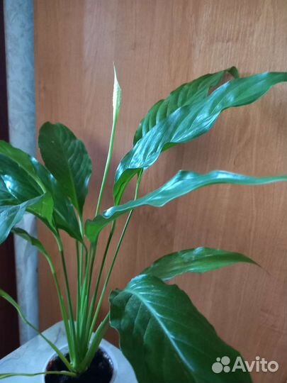 Спатифиллум