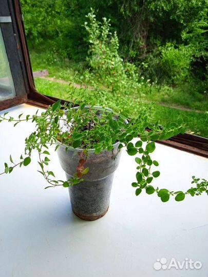 Суккуленты и тимьян