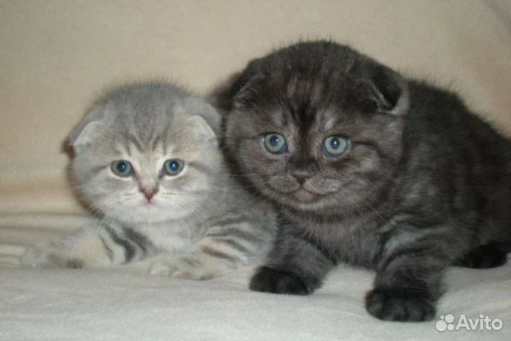 Вислоухое чудо