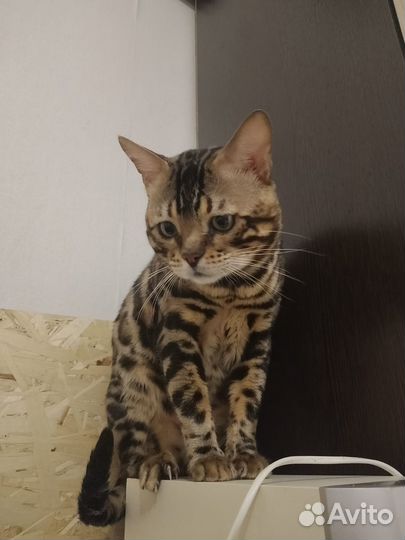 Бенгальский кот продажа