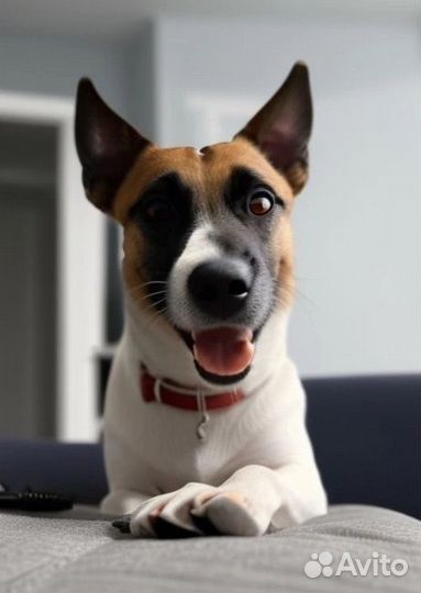 Кинолог, воспитание собак, помощь, зоопсихолог