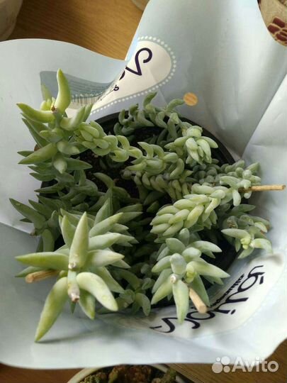 Очиток Моргана