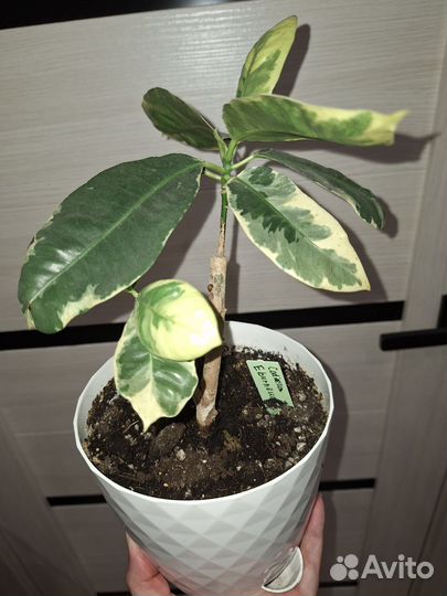 Кротон Эбурнеум и Вилма