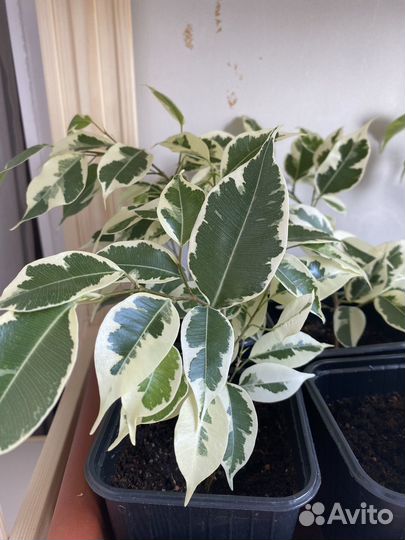 Фикус бенджамина пестролистный