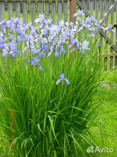 Цветы-многолетники