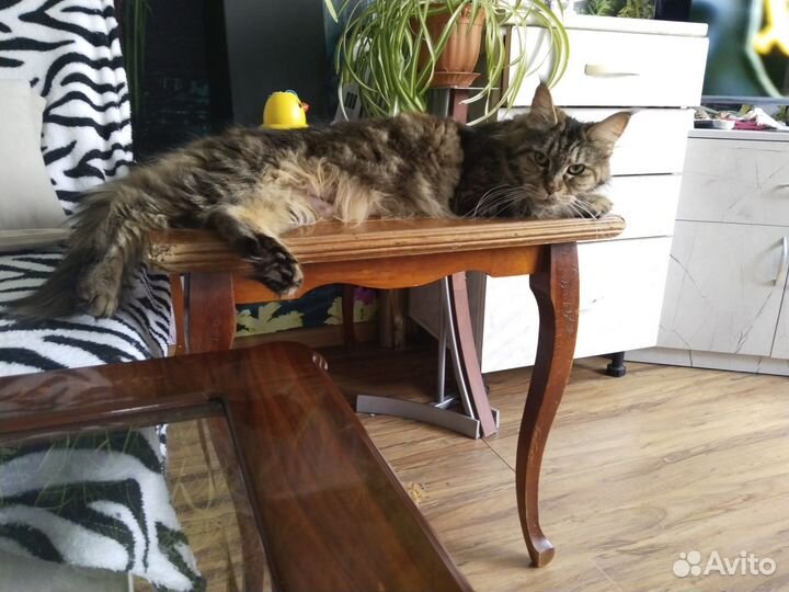 Котята мейн-кун