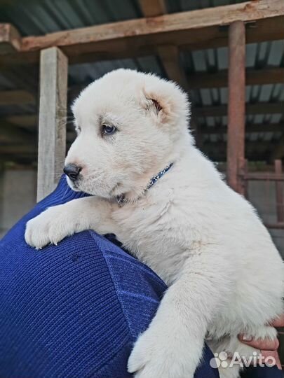 Щенки Алабая