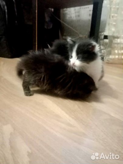 Кошка в дар бесплатно