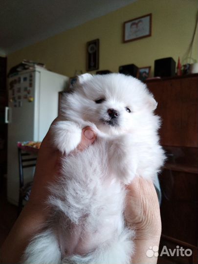 Немецкий щпиц