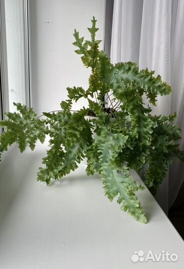 Папоротник. Флебодиум. Давана. Домашний цветок