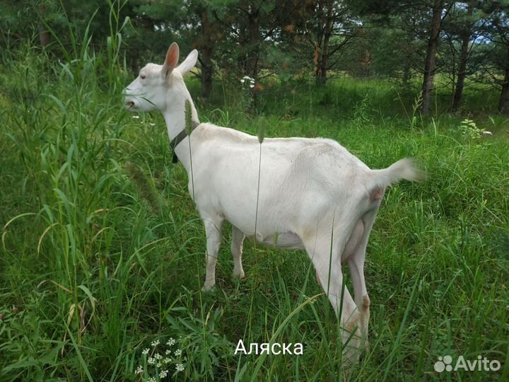 Зааненская, альпийская дойная коза, козочка 8 м