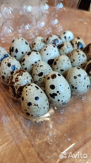 Яйца перепелиные (20 шт.), доставка по городу