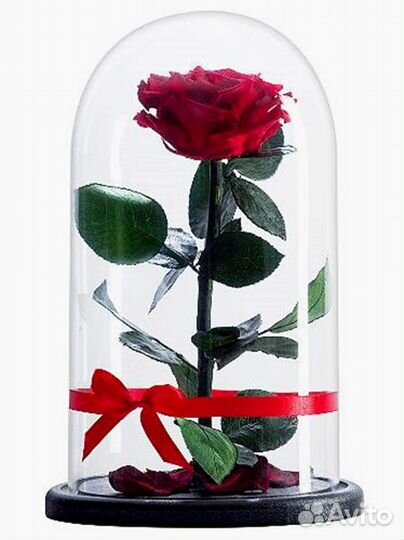 Роза в колбе. Новая