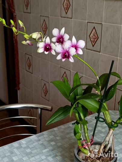 Орхидеи разные